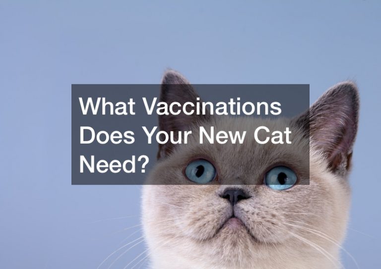 What Vaccinations Does Your New Cat Need? Veterinary Prices