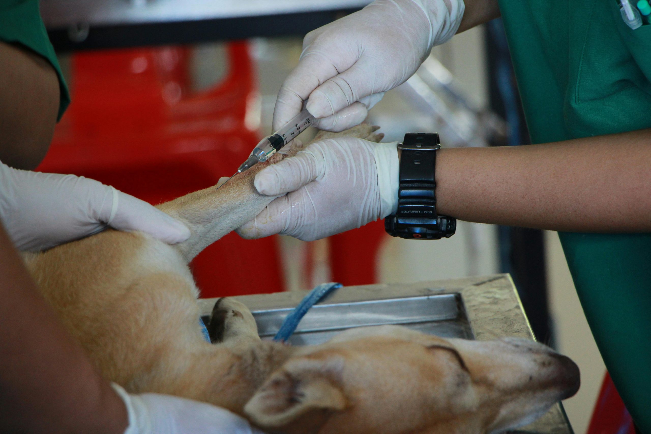 vet vaccinating a brown dog