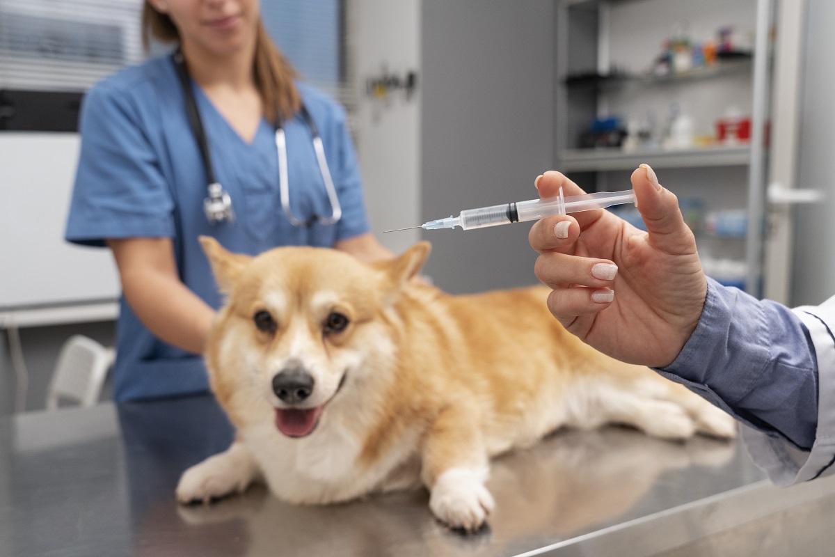 vet preparing to vaccinate a corgi